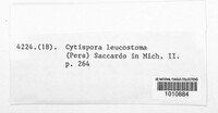 Cytospora leucostoma image